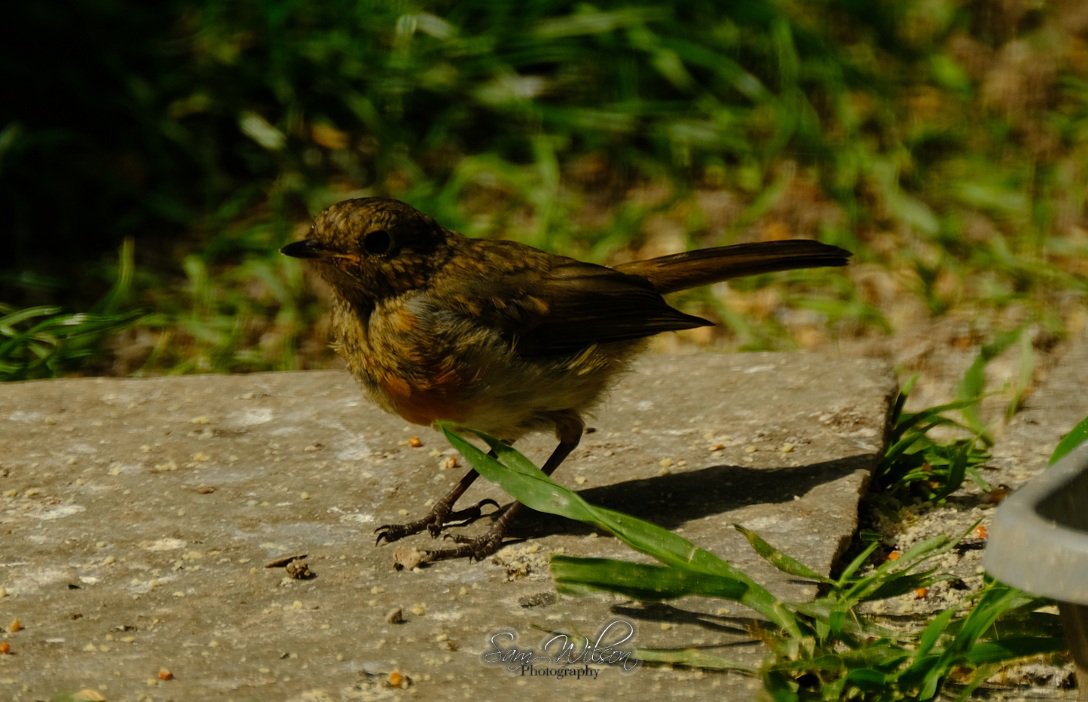 SamWlandscapes's tweet image. First juvenile robin in the garden at the weekend #birds #naturelovers #naturephotography