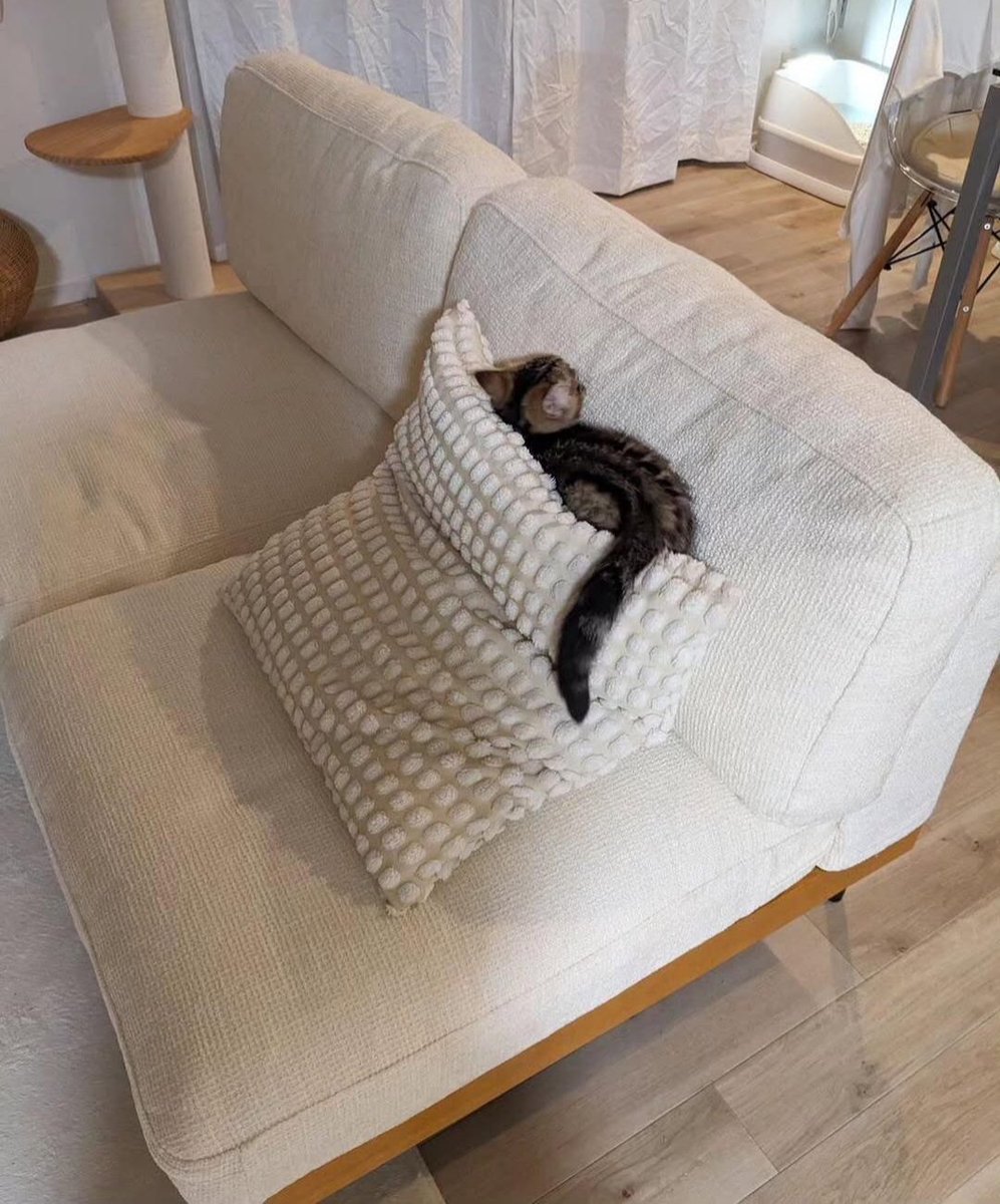 PostofcatsX's tweet photo. wonderful fluffy sweetheart! ♥️ A little furry angel 😺 https://t.co/WQjrBj1I4d