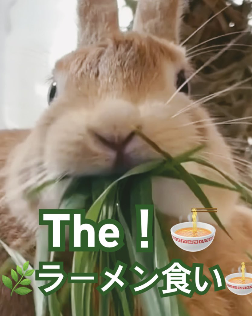 うさぎのうみちゃんねる tweet media