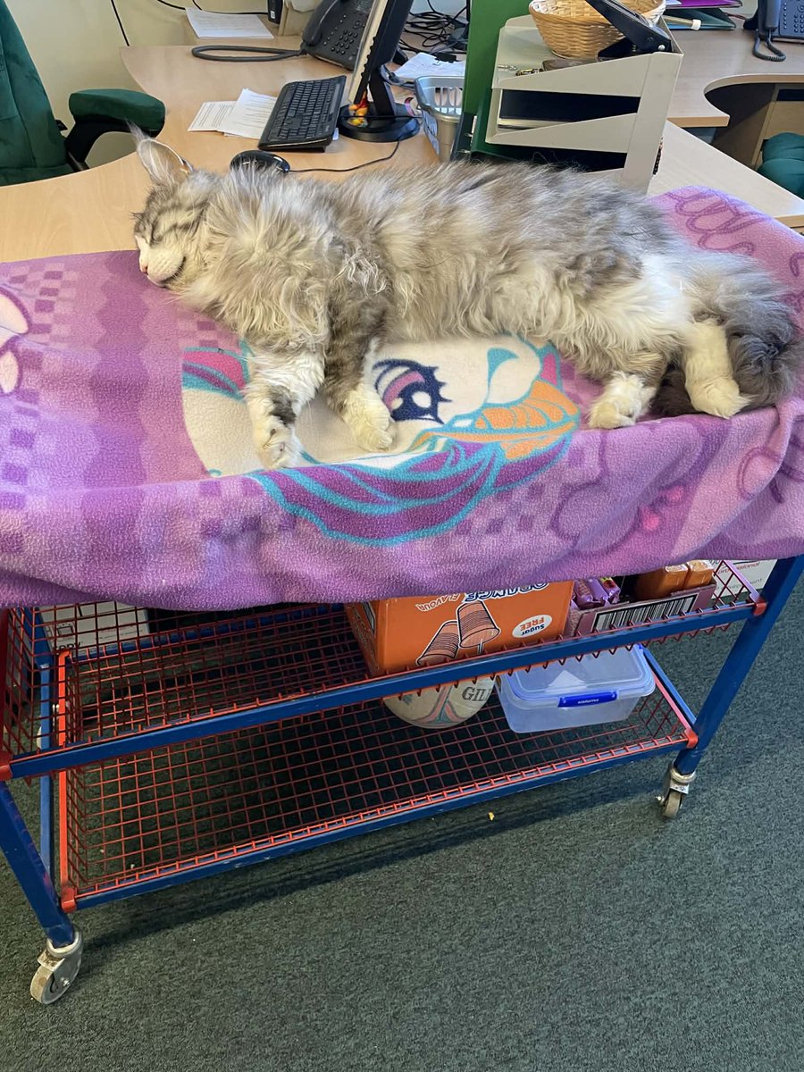 OutwoodsCat's tweet image. At play time the little people have a “tuck trolley” that they wheel out onto the playground with snacks and drinks.
Well, they used to.
I now have a new fancy bed with wheels. 
#cats #CatsOfTwitter #Hedgewatch