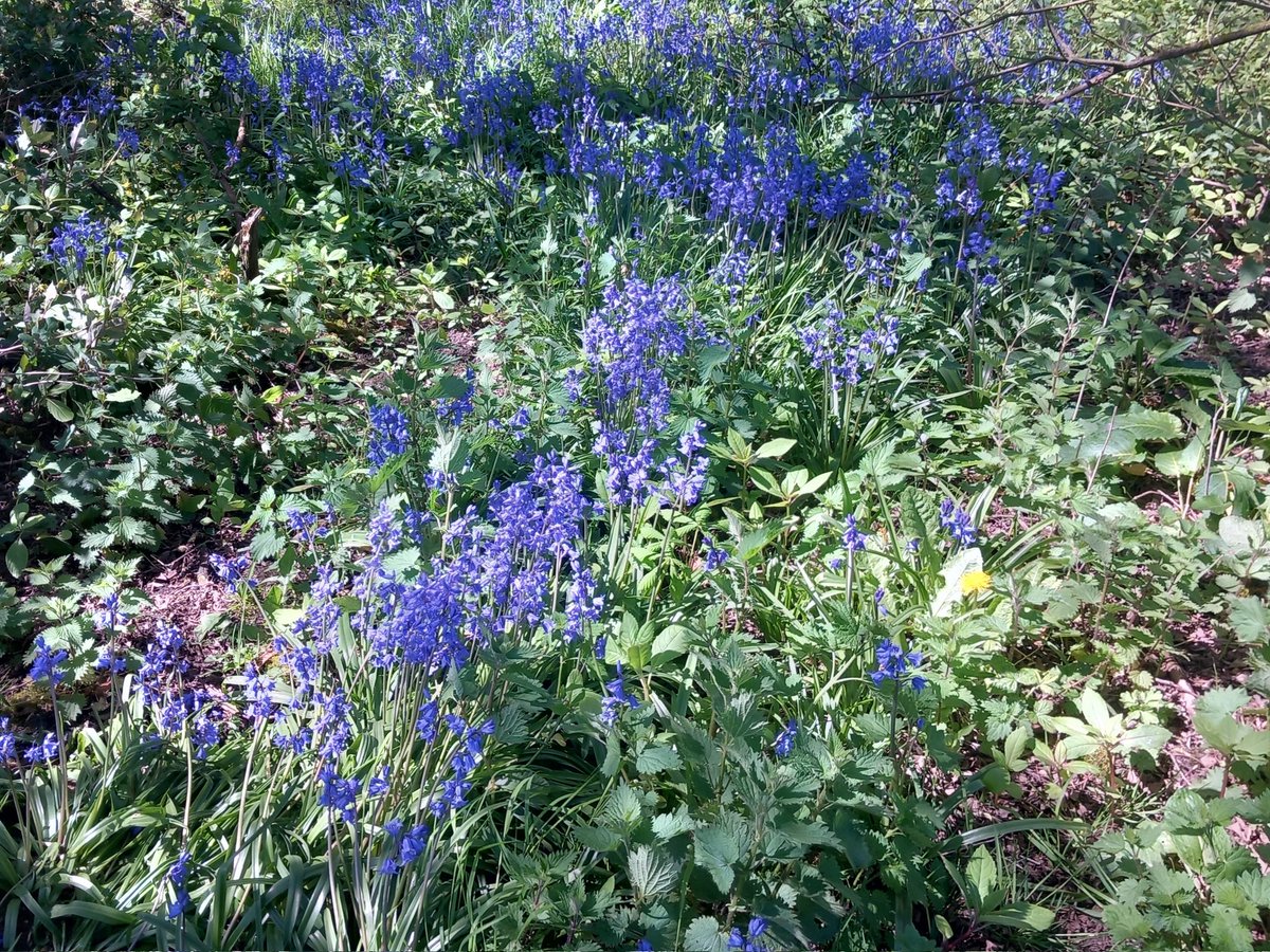 CAYMUSOCAUGHEY's tweet image. @CAYMUSOCAUGHEY 🐦

Random Flowers 

#Random #Flower #Flowers #WildFlowers #GardenFlowers #Nature #FlowersOfTwitter #LittleThingsMatter #Garden #Gardens #Gardening #Bluebell #Bluebells #Woods #Woodlands #WoodlandWalks