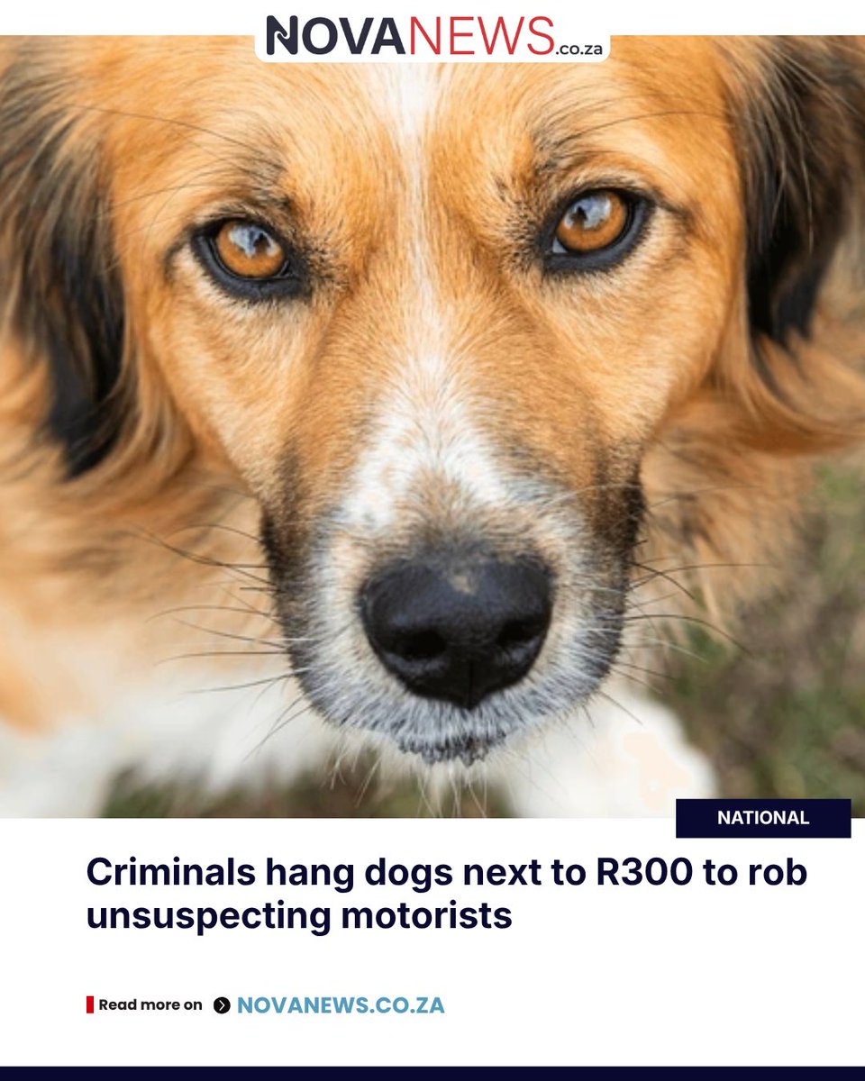 NovusMediaZA's tweet image. Criminals in Cape Town are staging animal cruelty to rob motorists on the R300. Authorities urge the public not to stop and to report any suspicious activity immediately.
 
Follow us &amp;amp; read more at ow.ly/pxqJ50YSix8

#NovaNews #AnimalCruelty #CapeTown #R300