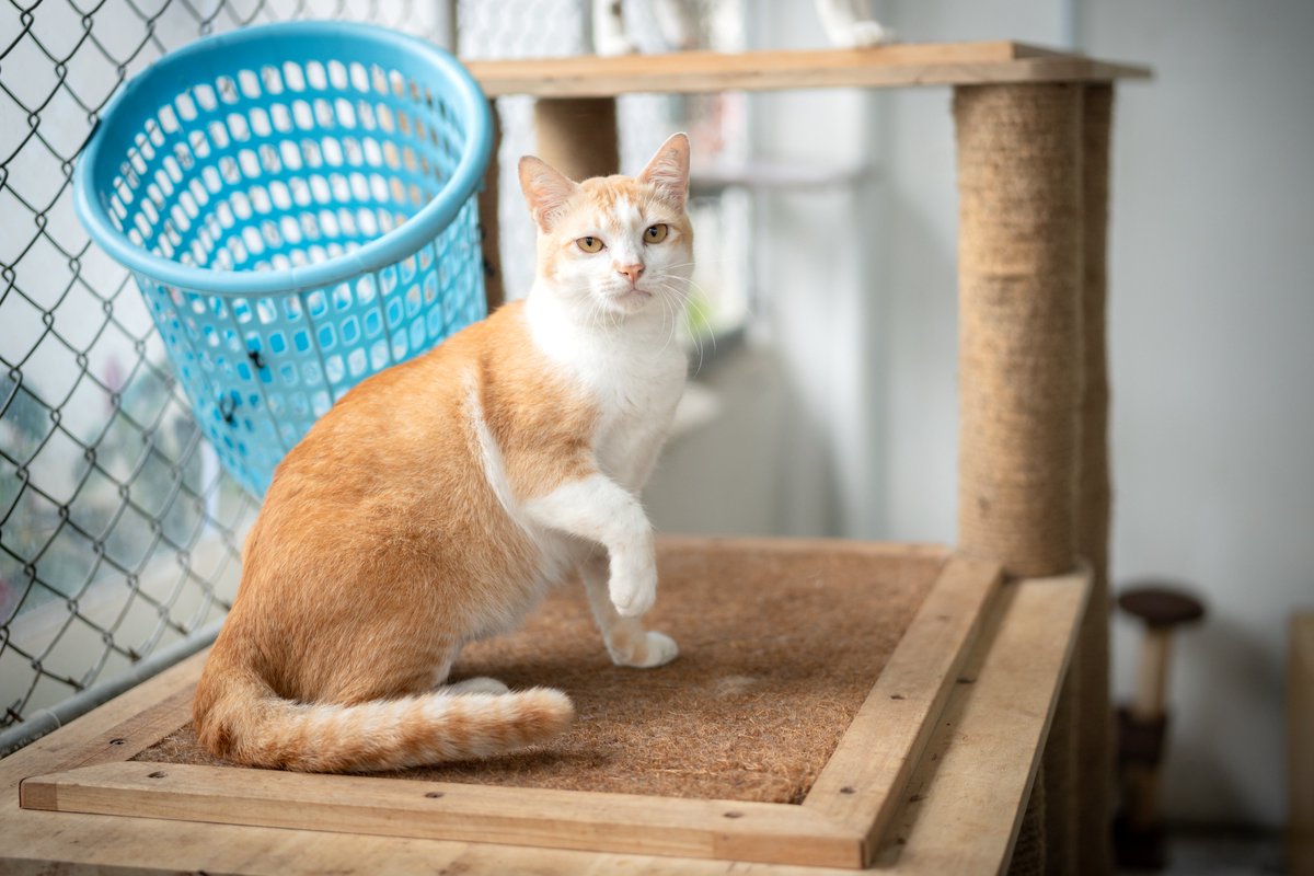 Soi Dog Adoptions tweet media