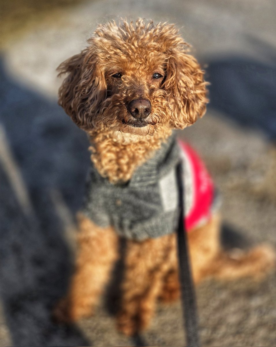 Walkin' The Dog tweet media