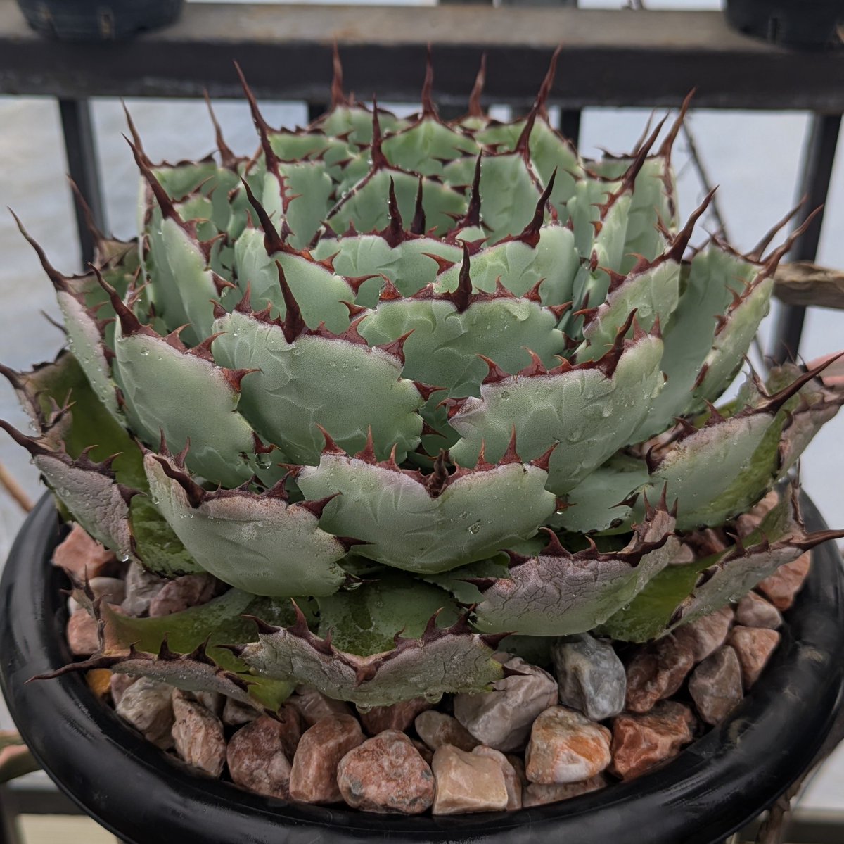ROUKA plants tweet media