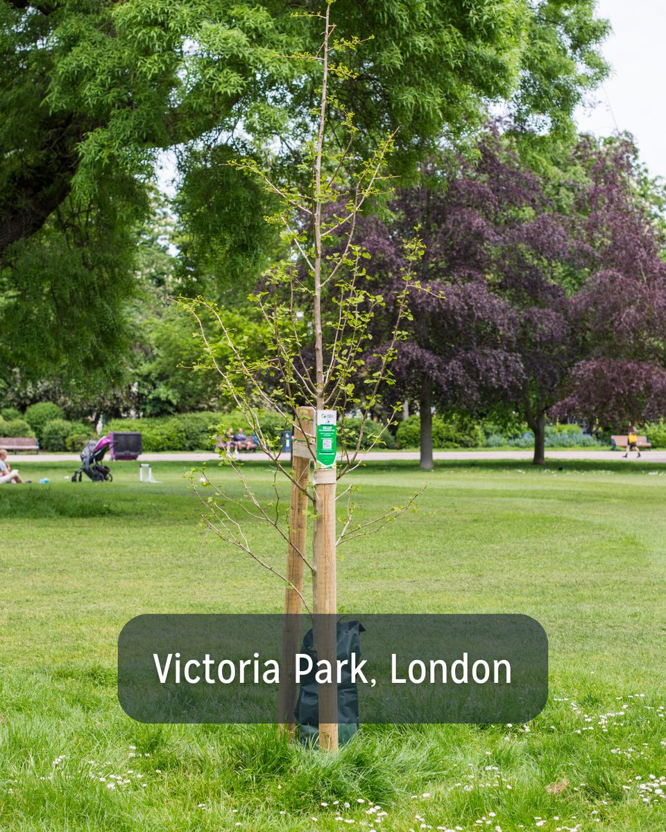 TreesforStreets's tweet photo. Have you spotted any sponsored trees in your local park? Hundreds of people across the UK have opted to donate towards the planting of a new tree in a park of their choosing, creating a lasting legacy they can visit year after year 🌳 https://t.co/jmSu4gQTKj