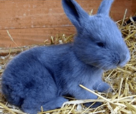 mogged by a blue baby rabbit