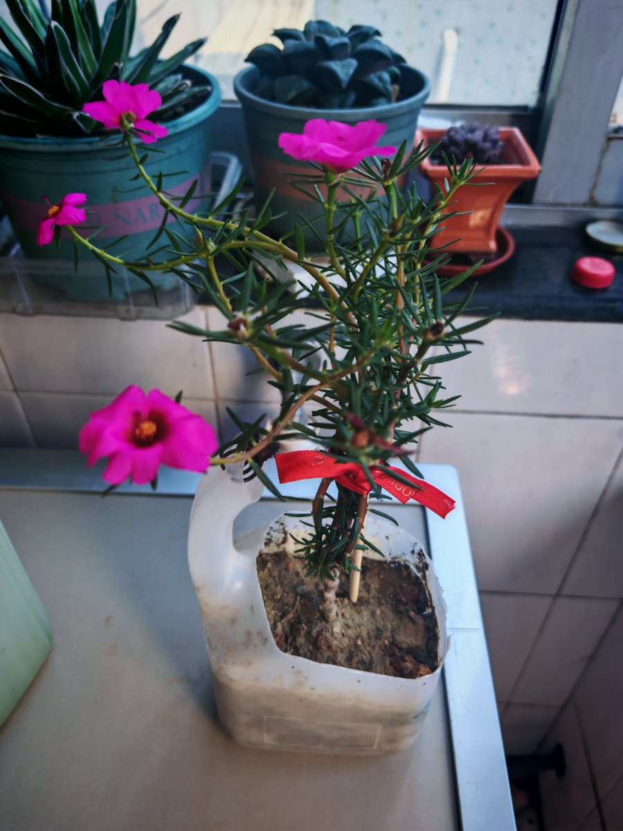 GbaguidiEric12's tweet image. "Upcycle an old glass jar → a cute plant pot!  Scrub clean, add pebbles + soil, pop in a succulent. Zero waste, 5 mins. #DIY #Upcycle #ZeroWaste"