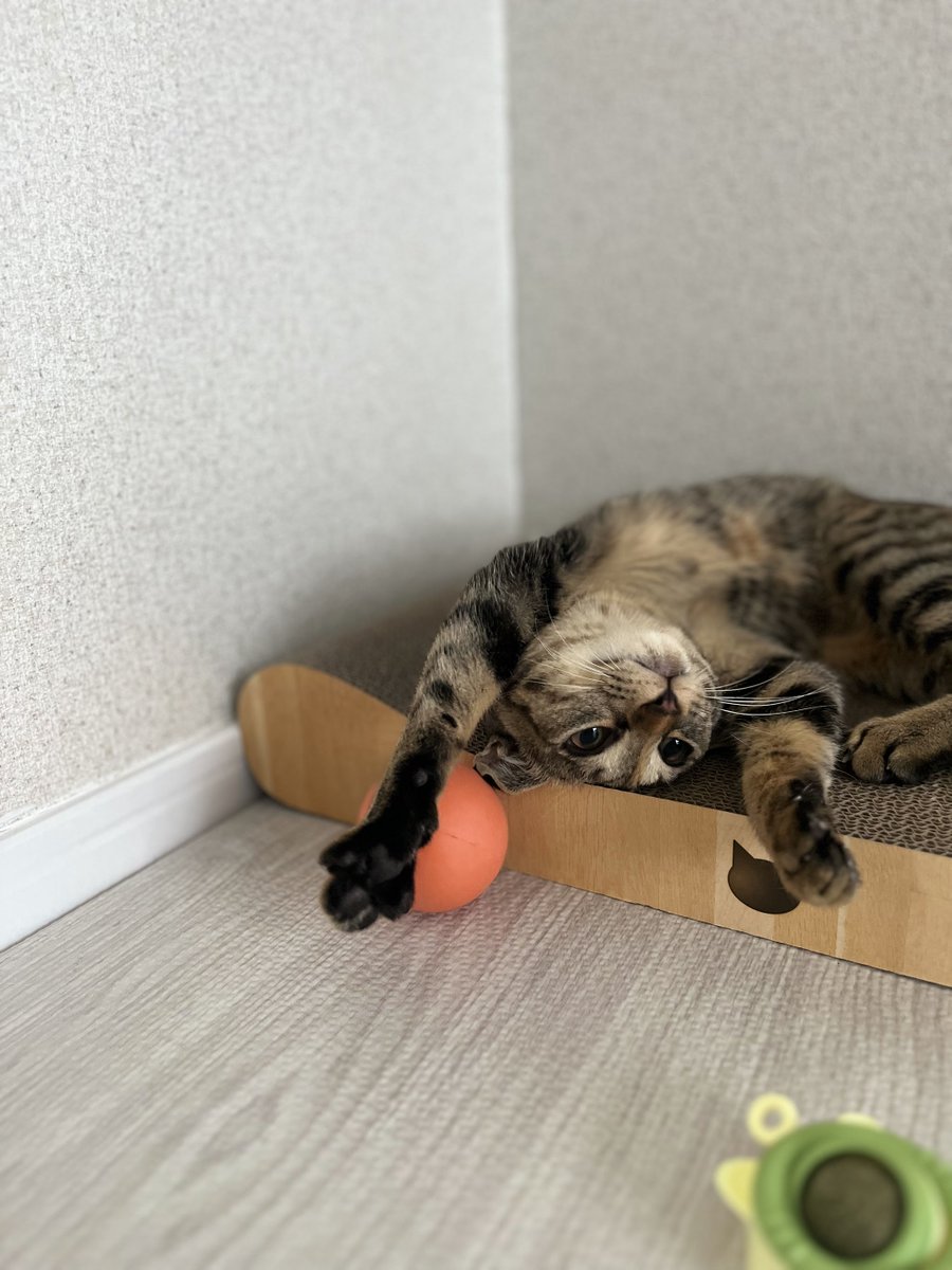 猫のシュピさん tweet media