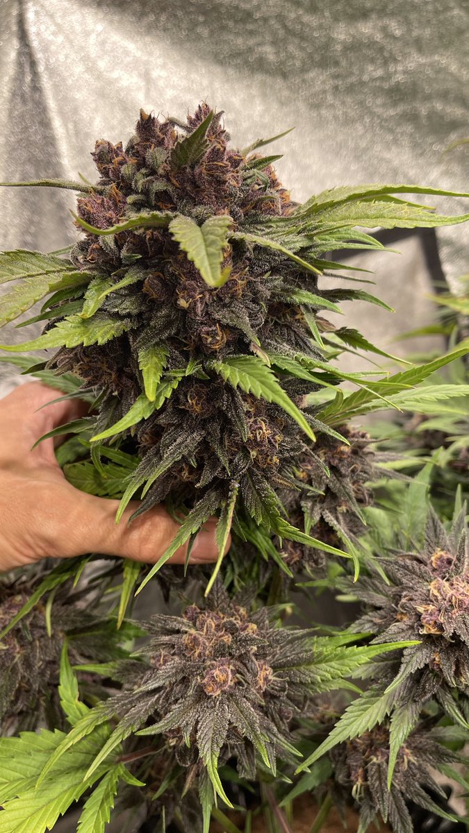 Sweet Seeds® tweet media