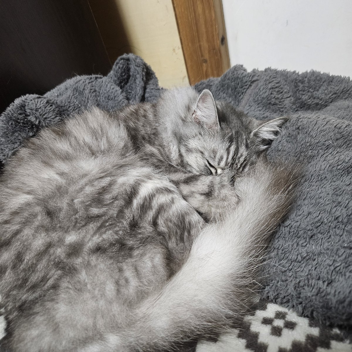 T19968405T's tweet image. 他のヌコは運動会してるのに爆睡中🐱
推し活も🤣
#猫　#猫のいる暮らし　#ペット
#猫彗もも　#推し活　#TikTok