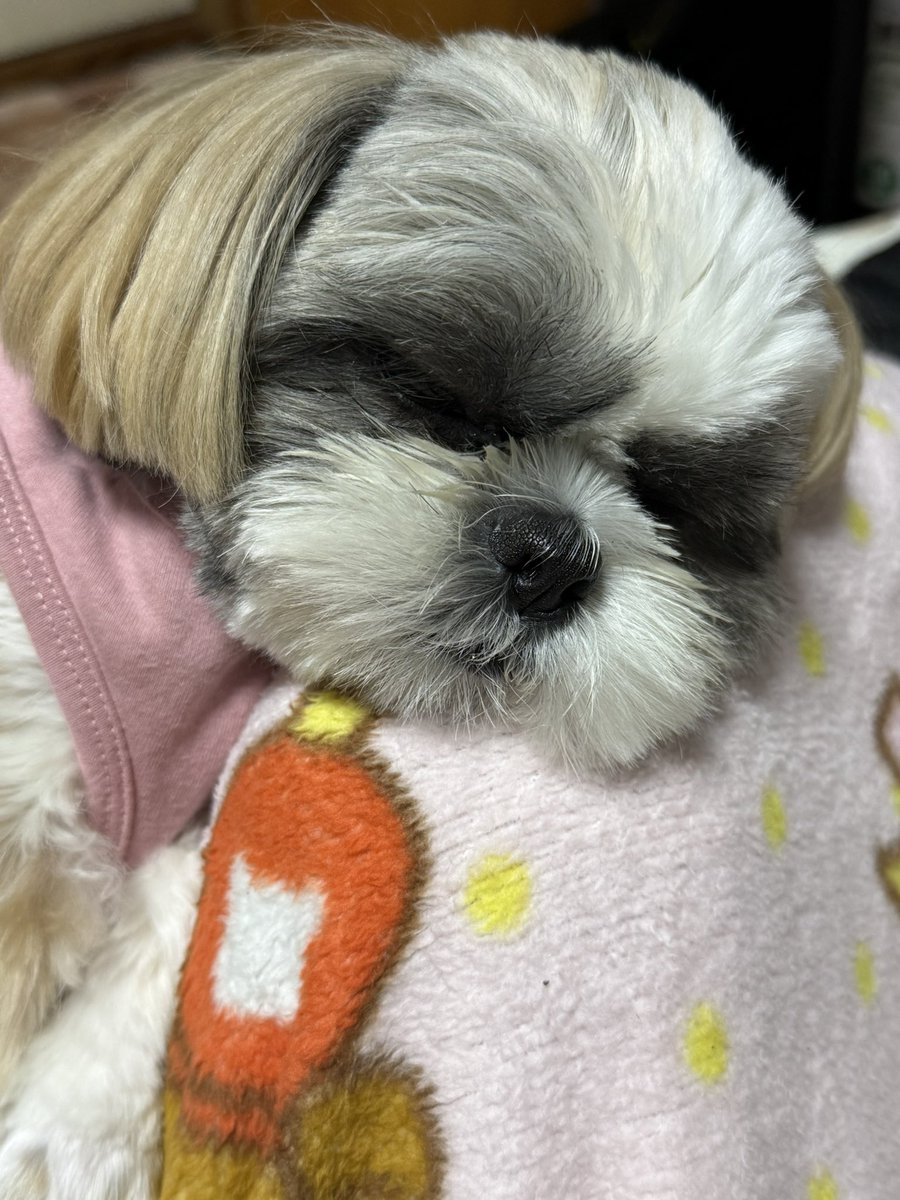 erinabps0129's tweet image. 今夜も乗っかってます😱すげーな。マジ寝してる😳崖の上で寝てるみたい😂身体バキバキなるよ😂
#シーズー　#犬のいる暮らし　#仙人かっ　#修行みたいに見える　#爆睡横寝妹の上によじ登り爆睡するワンコ　#爆睡コンビ　#体バキバキなるよ