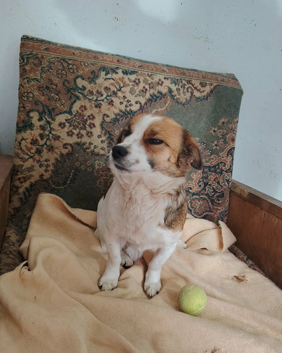 rescuedoggypaws's tweet image. Mara is currently in Romania and ready to travel. She is currently living with multiple dogs. She's friendly and sweet, but wouldn't want a noisy home. She is 3 years old and weighs about 7 kgs
finalstoprescue.co.uk
#Wales #Monmouthshire #Cardiff #Swansea #Bristol #Bath #Barry