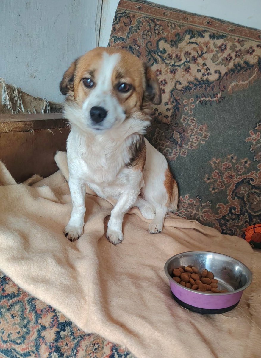 rescuedoggypaws's tweet image. Mara is currently in Romania and ready to travel. She is currently living with multiple dogs. She's friendly and sweet, but wouldn't want a noisy home. She is 3 years old and weighs about 7 kgs
finalstoprescue.co.uk
#Wales #Monmouthshire #Cardiff #Swansea #Bristol #Bath #Barry