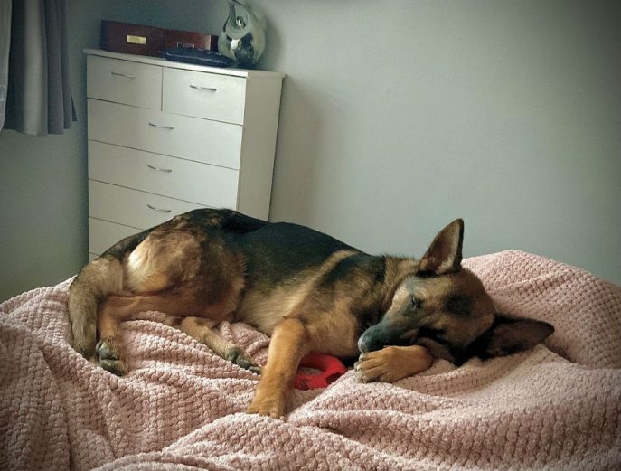 gsrescueelite's tweet image. Anna is 4yrs old and she spent most her early life in a shed with little interaction. Anna can live with older kids but she will need an exp home as she can be reactive to other dogs on the lead 
#dogs #germanshepherd #Essex 
gsrelite.co.uk/anna/