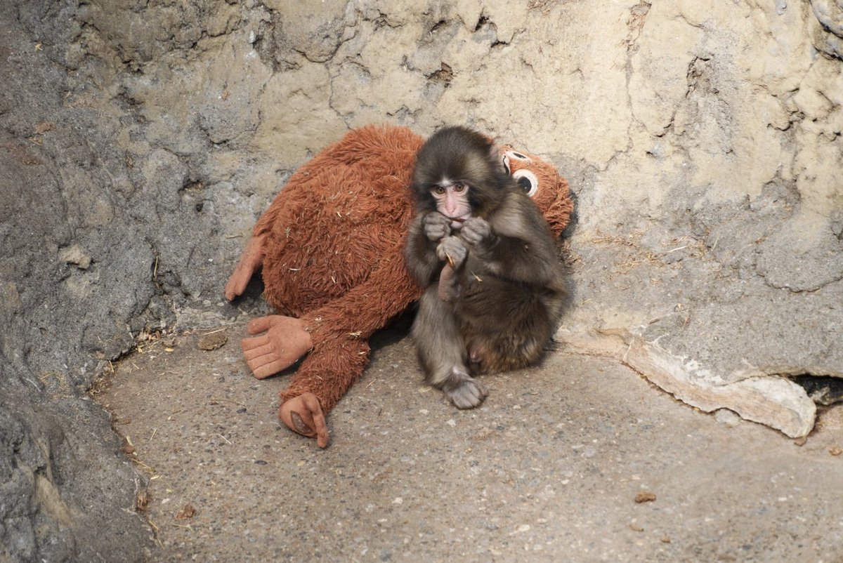 Sameersah151's tweet image. #picoftheday ❤️❤️
#photocall #picture #westandwithap #Panamá