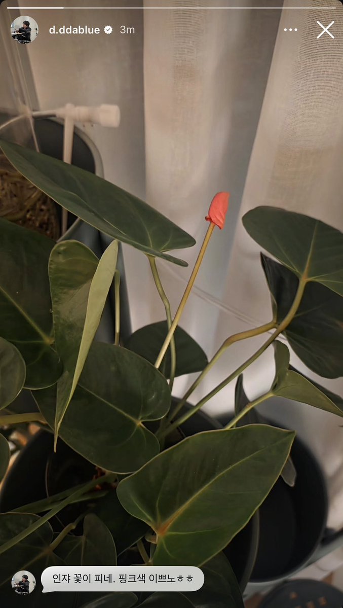 dowoon posted a story on instagram!

🐶 iyeaah the flower blooms. it’s pretty tho, pink heheh