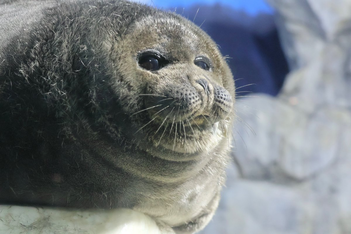 チャウチャウ