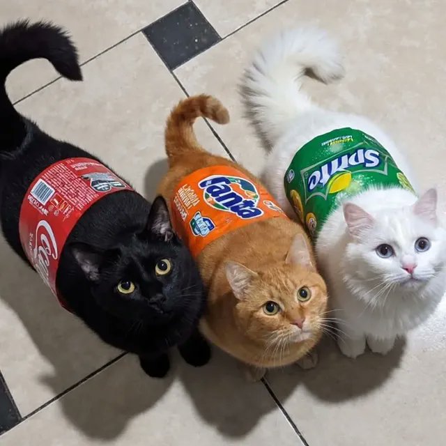 The Pets 𝕏 tweet media