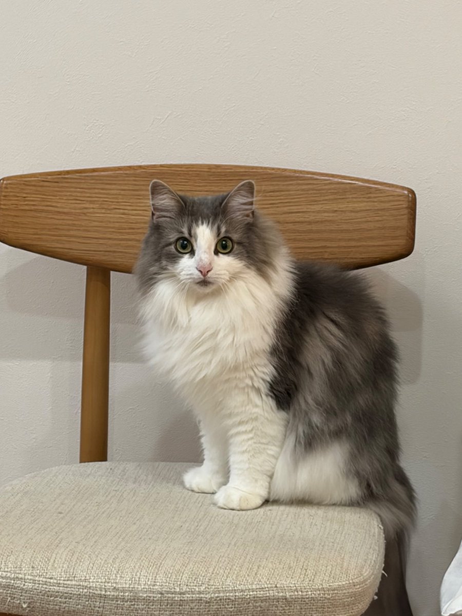 りん🐈ノルウェージャンフォレストキャット tweet media