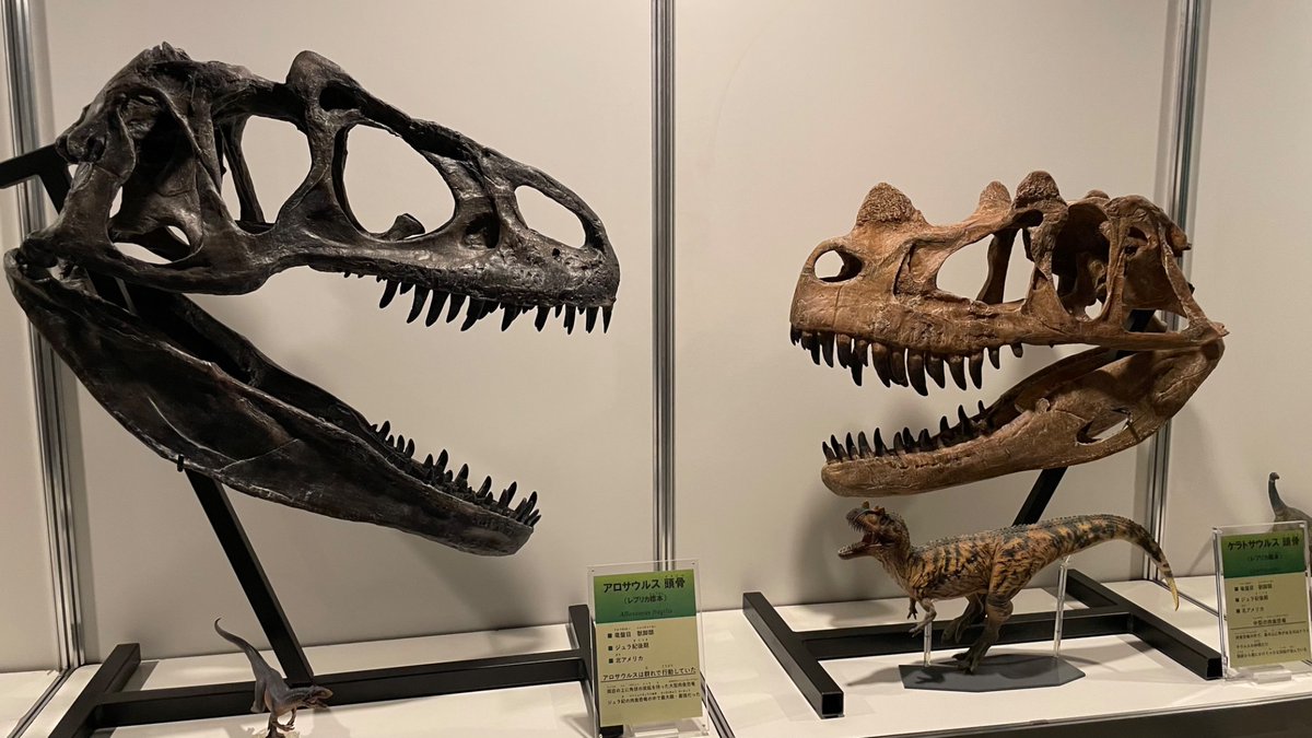 MothrasSong's tweet photo. 東京たま大恐竜博へ行きました。
化石の横に復元フィギュアが置いてあり、イメージしやすくなっていて子供にも親切ですね。 https://t.co/juwiyMUErk