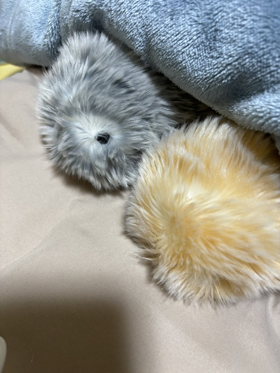 夕朱♡.*･｡┈𝕐𝕦𝕫𝕦┈｡･*.♡ tweet media