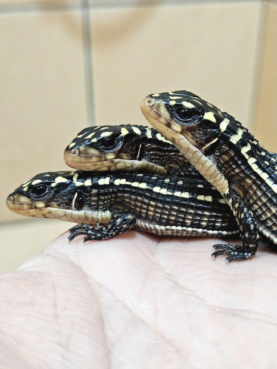 skinks_kj's tweet photo. 全家福
#盾甲蜥  #Broadleysaurusmajor #sudanplatedlizard #オニプレートトカゲ https://t.co/FJebAh8rbl