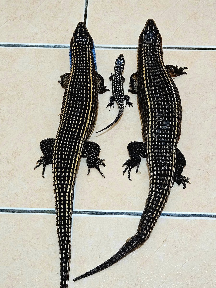 skinks_kj's tweet photo. 全家福
#盾甲蜥  #Broadleysaurusmajor #sudanplatedlizard #オニプレートトカゲ https://t.co/FJebAh8rbl