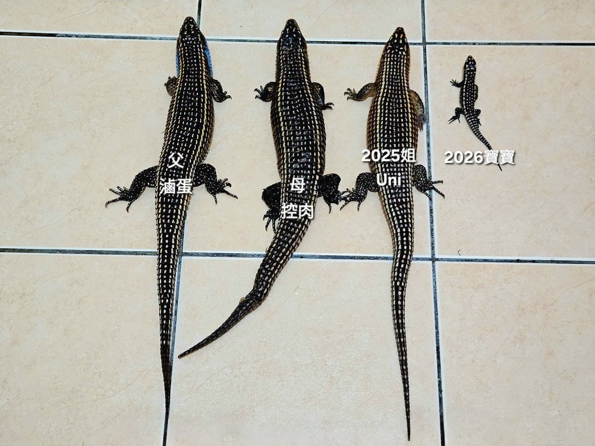 skinks_kj's tweet photo. 寶寶與父母、姐姐對比照 https://t.co/rJpTmZeQ3y