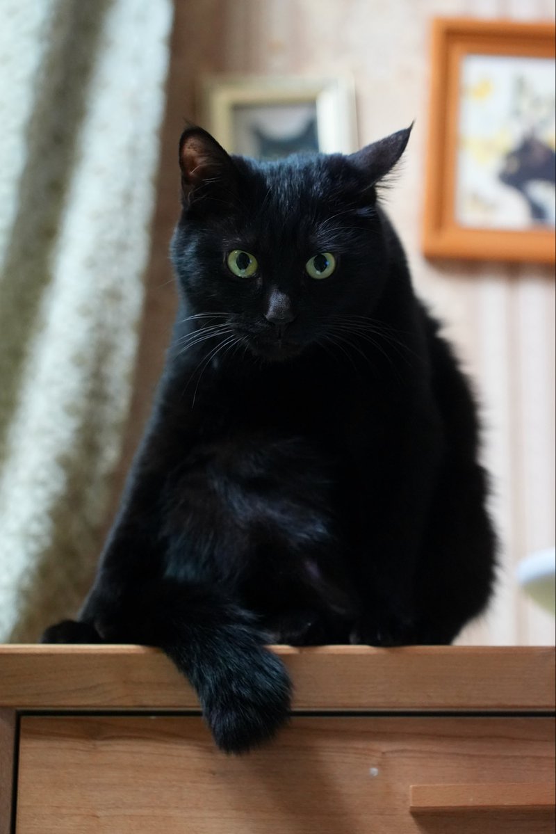 oreo_blackcat's tweet image. お腹の毛づくろいしてたとこ
#猫 #黒猫 #blackcat