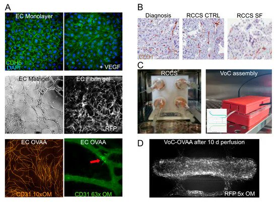 Organoids MDPI tweet media