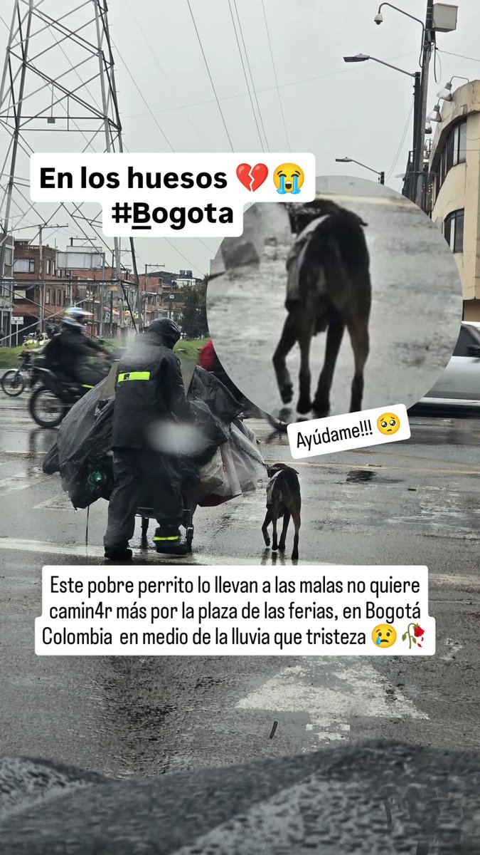 Alianza Latina Animalista tweet media