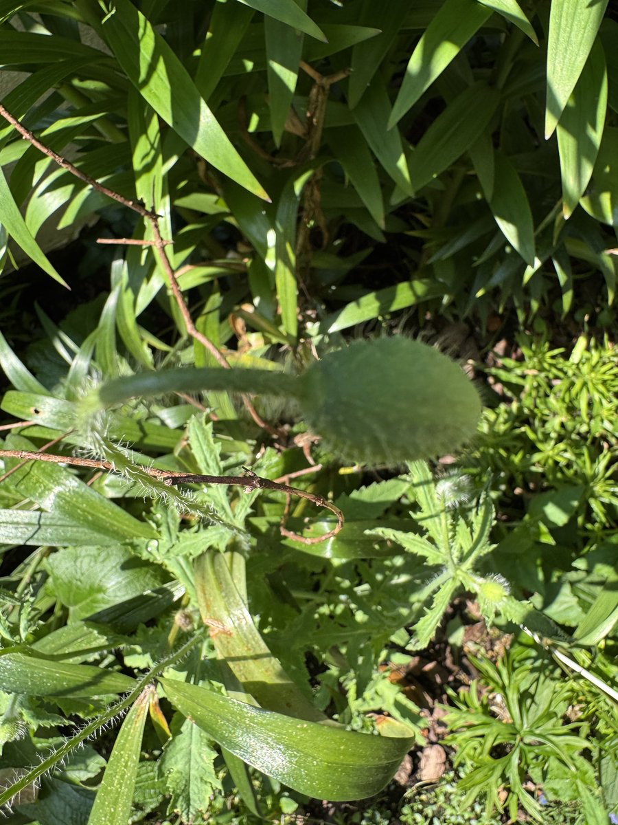 AnneZhu81494176's tweet image. Out of 1,000 poppy seeds, only this one made a bud…
I really can’t wait to see it bloom. ✨ #Poppy
#Papaver
#FromSeed
#GardenJourney
#PlantGrowth
#BloomWatch
#SpringGarden
#SmallGarden
#GardenLife
#PlantLovers