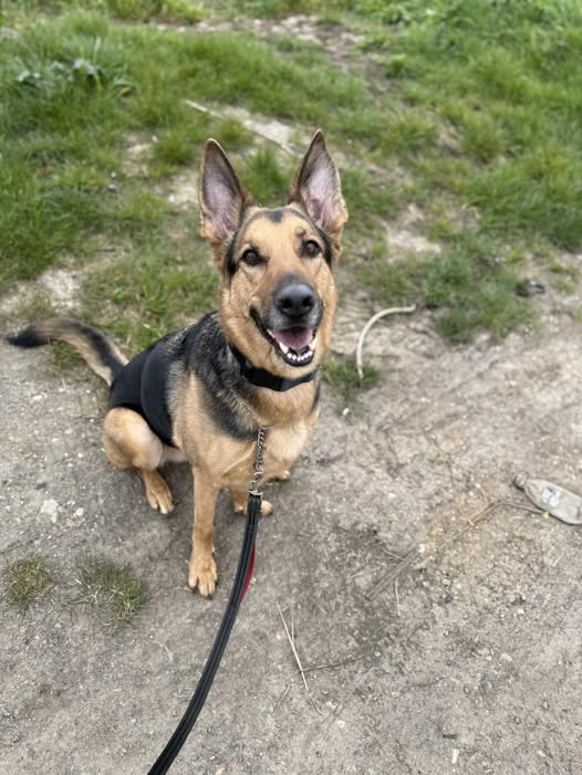 gsrescueelite's tweet image. Prince is coming up to 5yrs old and he was tied to a bin and abandoned! Price is a friendly boy who has loved everyone he has met, he can live with older kids and hasn't been fussed with other #dogs 
#germanshepherd #Essex 
gsrelite.co.uk/prince-9/