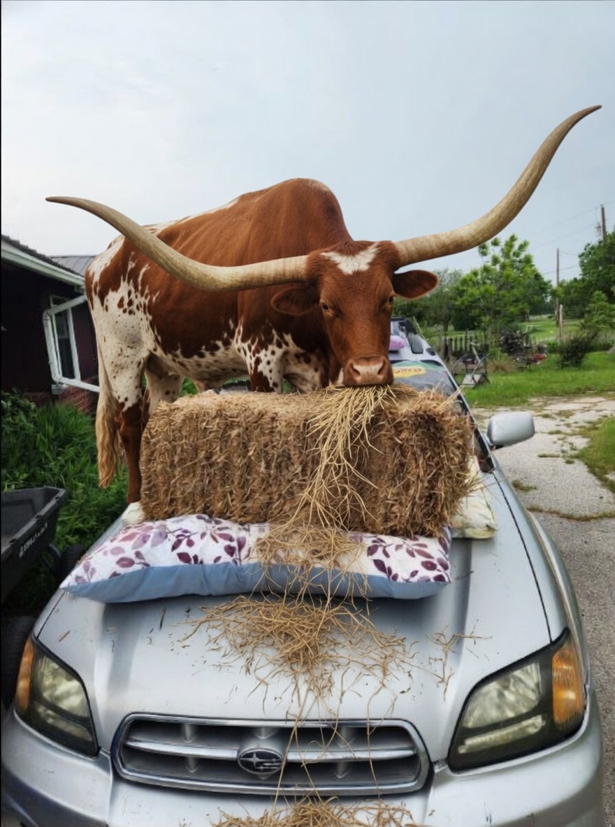 Rancher Dustin 𓃒 tweet media
