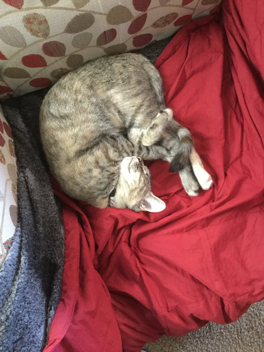 LucySkinnyjeans's tweet image. Enjoy your #ThrowbackThursday here is a photo of little me perfecting my shrimp 🍤 sleeping position! Have a delightful day!
#CatsOfTwitter #CatsOfX #TabbyTroop #AlmostTheWeekend