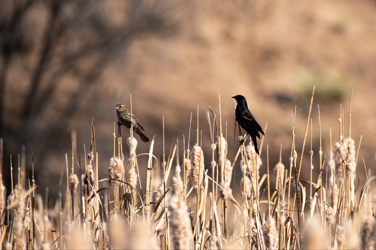 imoutbirding's tweet image. Some recent Red-Winged Blackbird shots!💚
#birding #bird