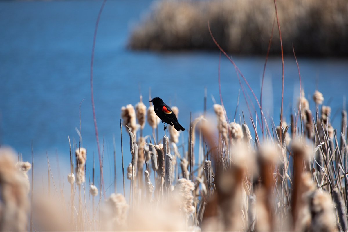 imoutbirding's tweet image. Some recent Red-Winged Blackbird shots!💚
#birding #bird
