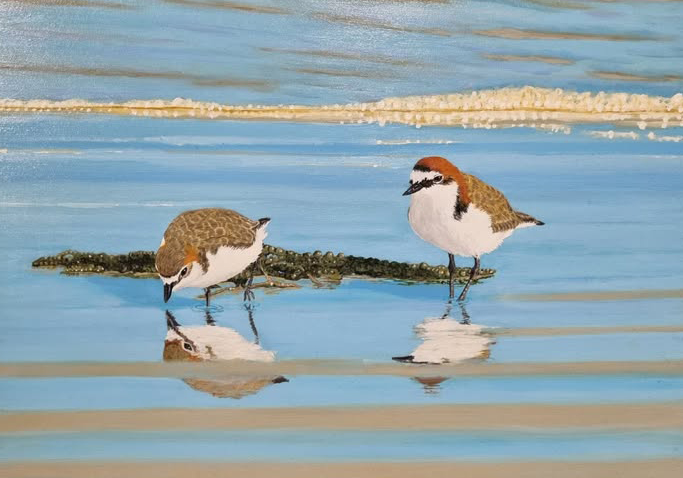 toe_Cutter4's tweet image. "Red-capped Plovers"...oil on board, a  recent commission for a friend😏
#TwitterNatureArtwork #birds #birding #birdart  #twitternaturecommunity #nature #shorebirdsartwork #wildlife  #birdoftheday