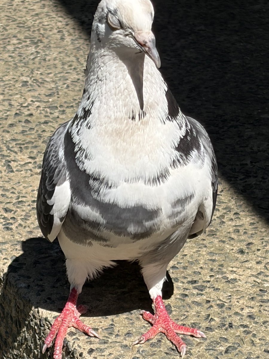 BromptonBunch's tweet image. Very glamorous lady pidge has arrived - casting a pigeon among pigeons as it were. She’s proving to be a hit #Pigeons