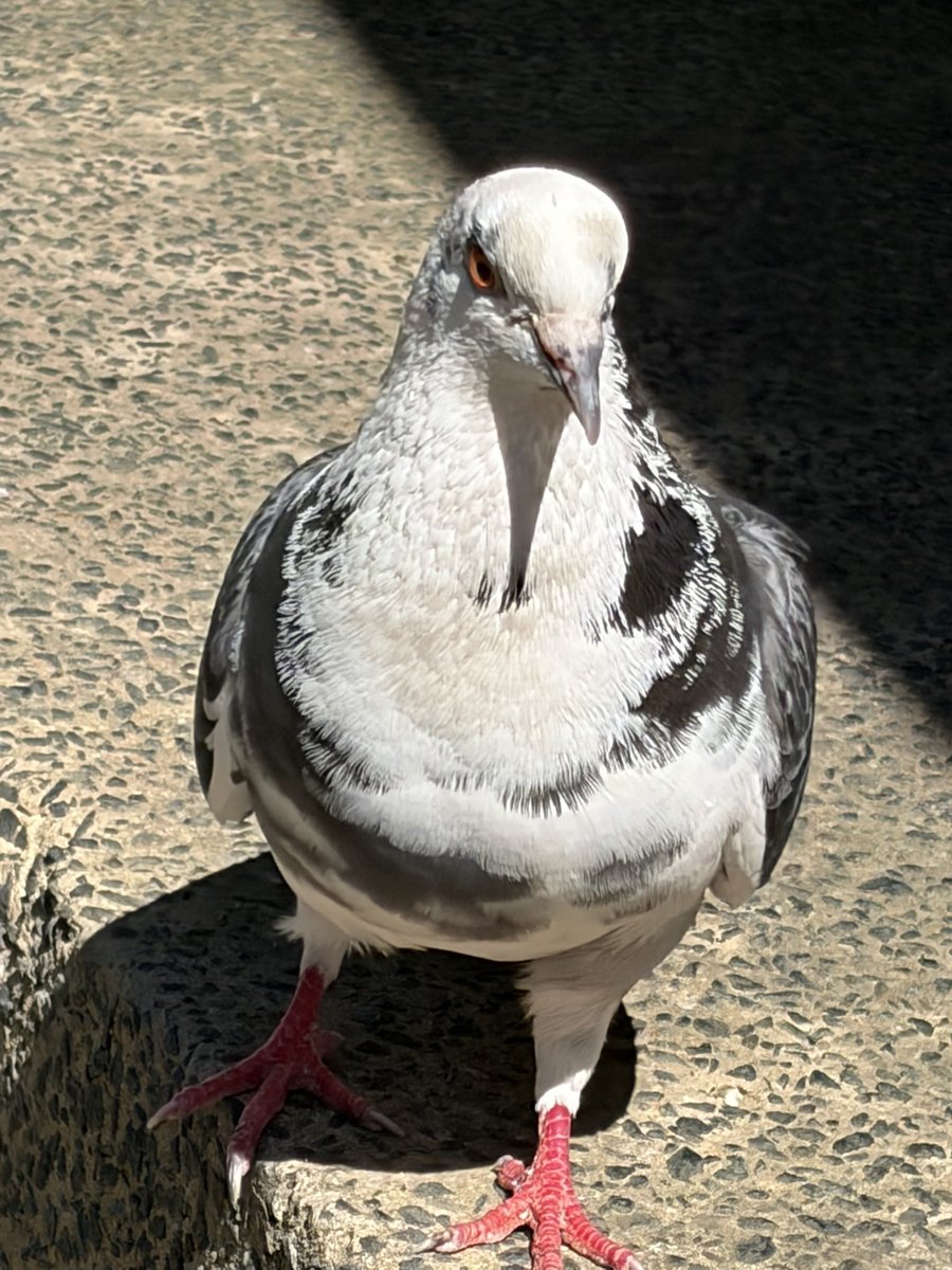 BromptonBunch's tweet image. Very glamorous lady pidge has arrived - casting a pigeon among pigeons as it were. She’s proving to be a hit #Pigeons