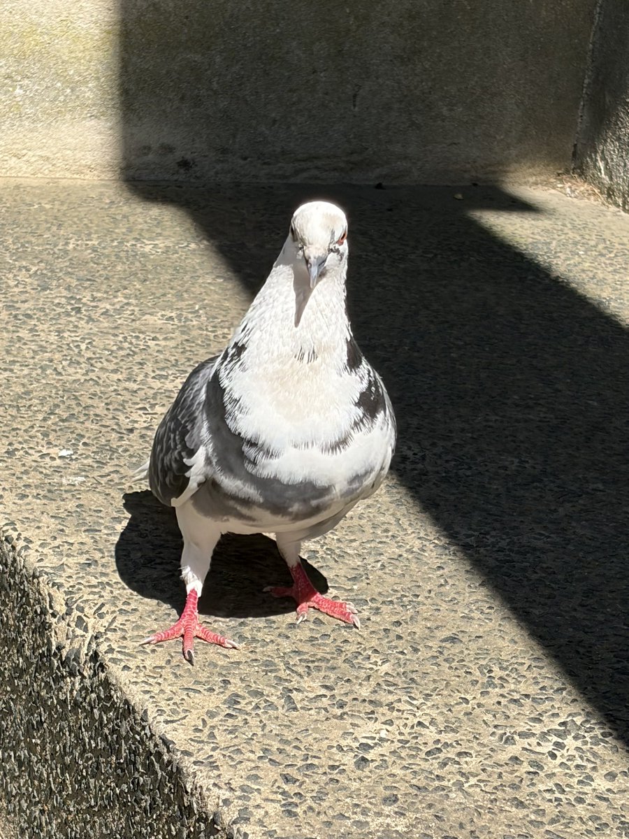 BromptonBunch's tweet image. Very glamorous lady pidge has arrived - casting a pigeon among pigeons as it were. She’s proving to be a hit #Pigeons
