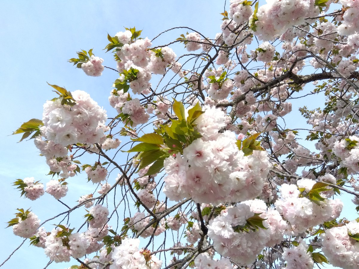 あわてん坊の姉(あね)さん tweet media