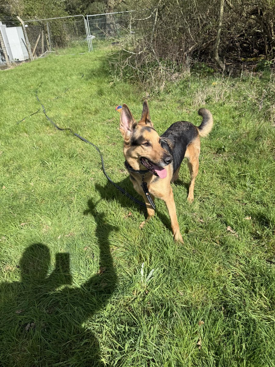 gsrescueelite's tweet image. Prince is coming up to 5yrs old and he was tied to a bin and abandoned! Price is a friendly boy who has loved everyone he has met, he can live with older kids and hasn't been fussed with other #dogs 
#germanshepherd #Essex 
gsrelite.co.uk/prince-9/