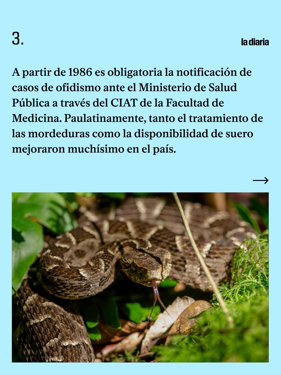 En Uruguay casi no hay muertes por mordeduras de serpiente, porque existe suero antiofídico disponible en todo el país y un protocolo claro para atender estos casos. Sin embargo, a fines de 2022 un hombre murió 24 horas después de ser mordido en Kiyú, San José, en el primer