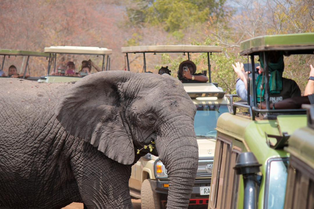 JungleRideSafar's tweet image. Friends, let's trade the city noise for the roar of the wild—let's go to #AkageraNationalPark for an unforgettable #safariadventure! Imagine spotting the #Big5, cruising the scenic Lake Ihema, and making memories under the savanna sun. #JungleRideSafaris #visitrwanda