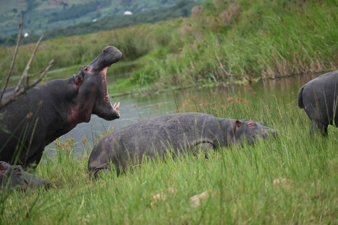 JungleRideSafar's tweet image. Friends, let's trade the city noise for the roar of the wild—let's go to #AkageraNationalPark for an unforgettable #safariadventure! Imagine spotting the #Big5, cruising the scenic Lake Ihema, and making memories under the savanna sun. #JungleRideSafaris #visitrwanda