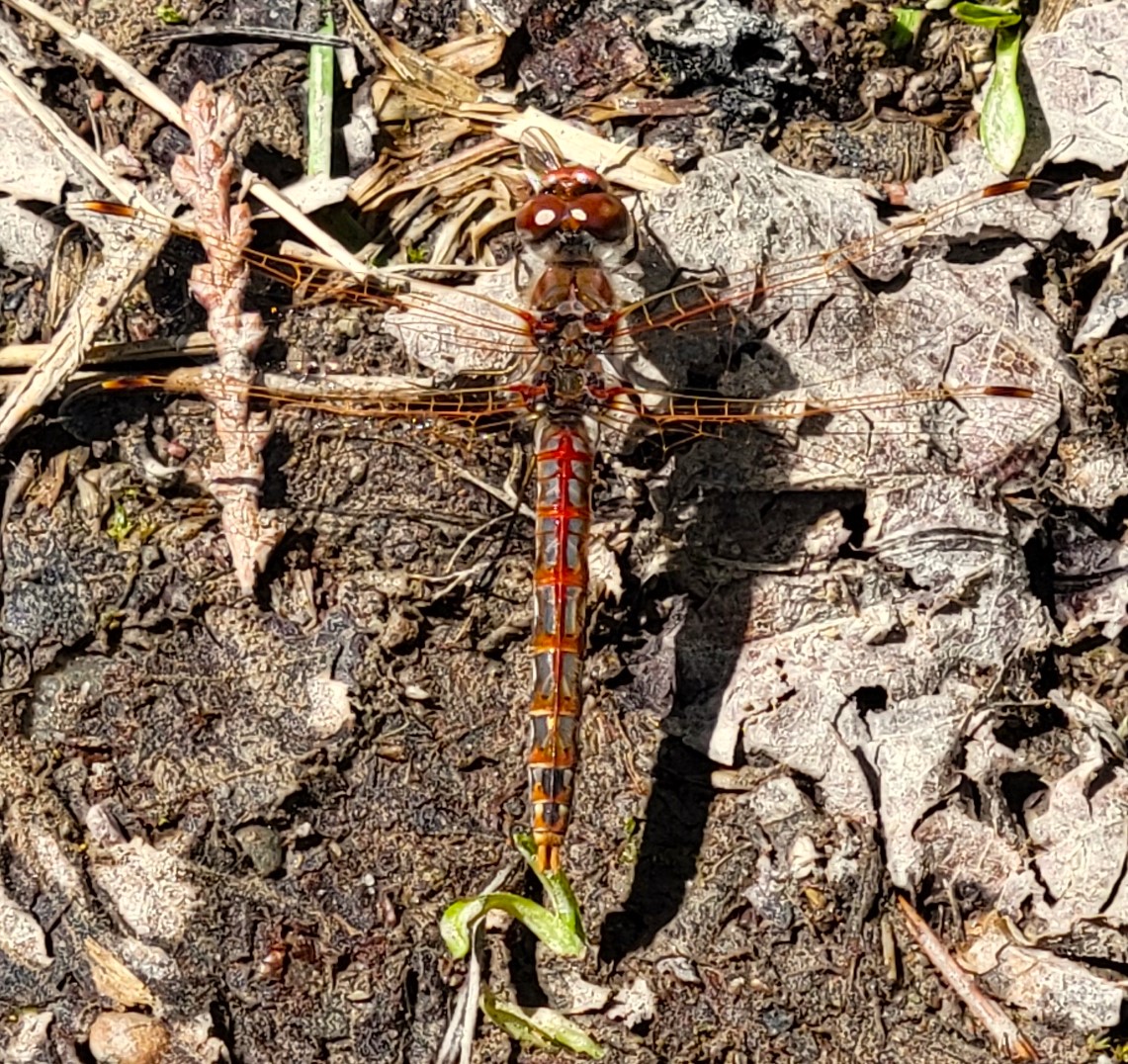 Pix406's tweet photo. Saw the first dragonfly of the season a few days ago:  This appears to be a Common Darter #dragonfly.  Gorgeous, unusual (in my eyes) coloring.  He wasn't camera-shy about having his photo taken.  #Montana #spring https://t.co/Z6BZcyN7s5
