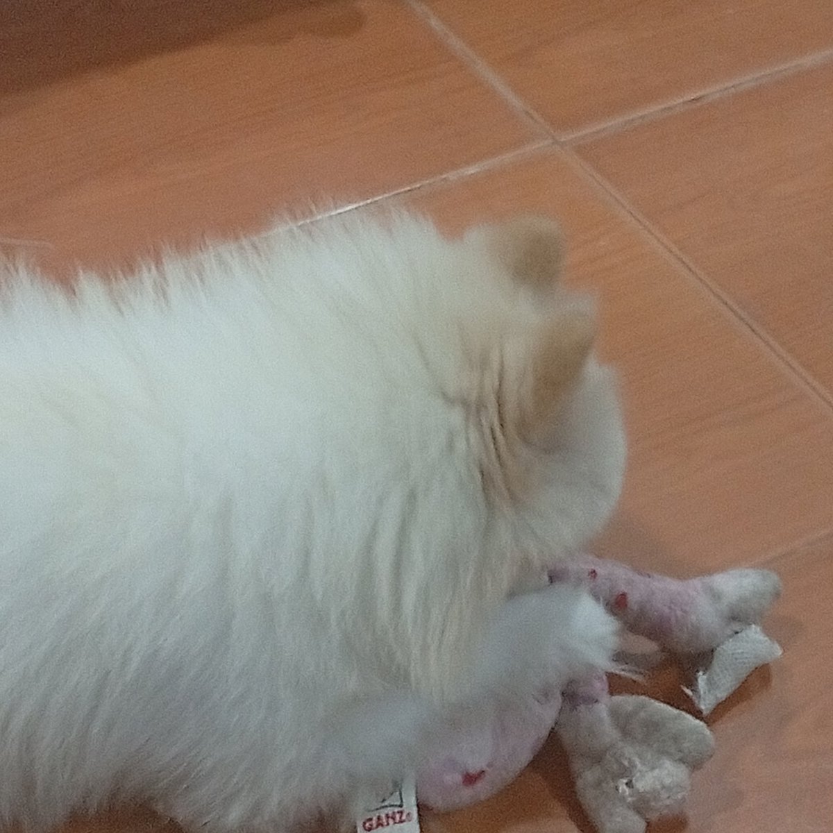 𝕮𝖍𝖊𝖗𝖙𝖆𝖒 ✟ | BOWERBLYTH LUCY GRIFFIN SOTR ੈ♡ tweet media