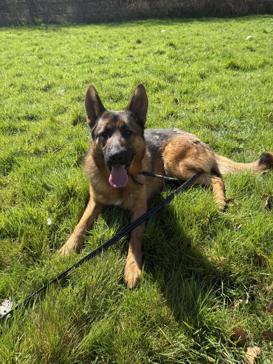 gsrescueelite's tweet image. Shadow is 2yrs old and he lives up to his name as he loves to be close to his human. Shadow can live with older kids and may benefit from living with an older female dog for guidance 
#dogs #germanshepherd #Essex 
gsrelite.co.uk/shadow-25/